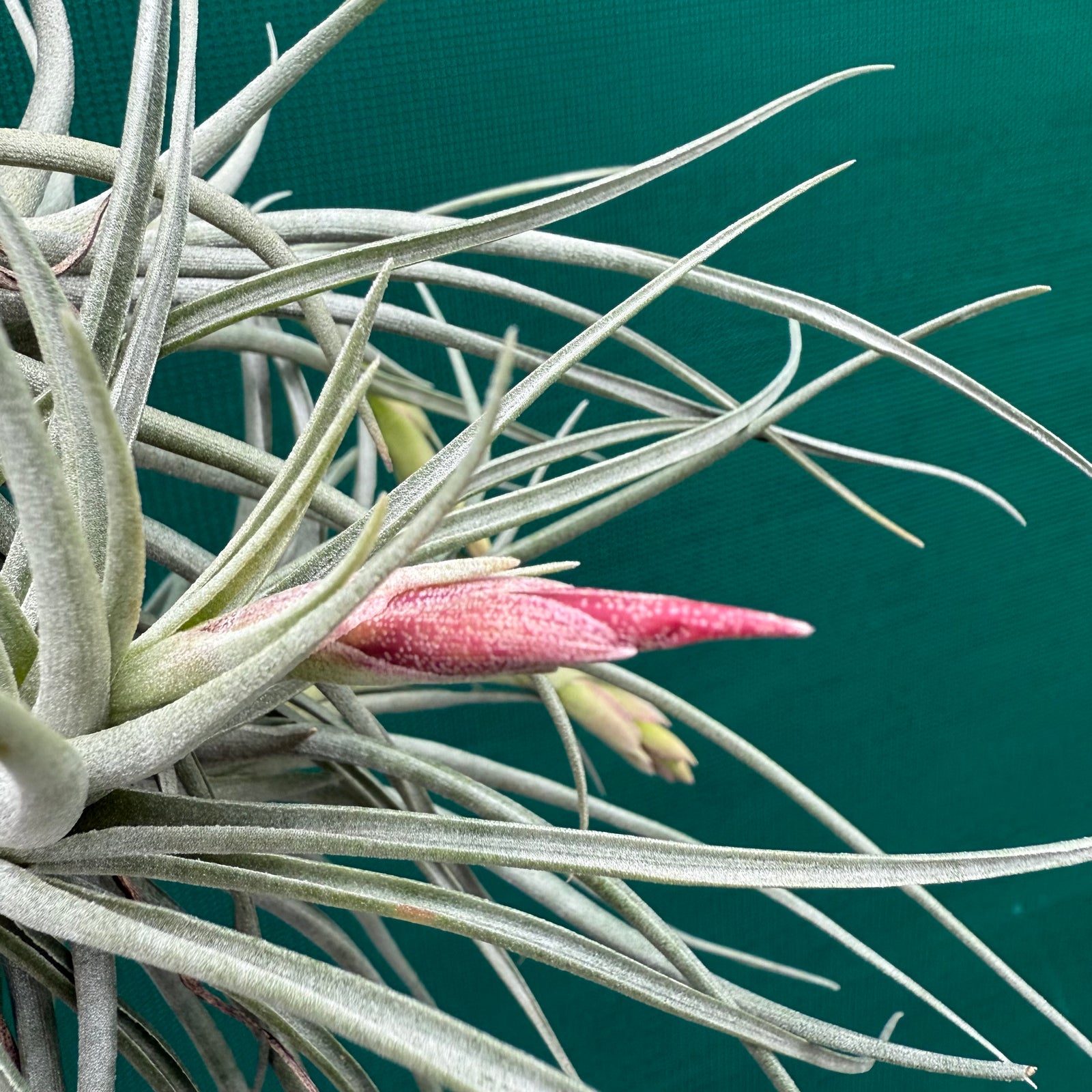 Tillandsia - Holm’s Alberose ex. Holm NEW