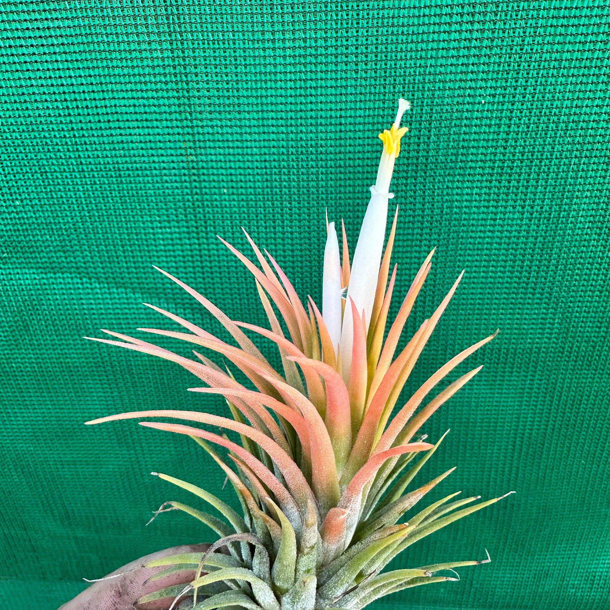 Tillandsia - ionantha 'Orange Knight' ex. Holm - Air Plant Decor