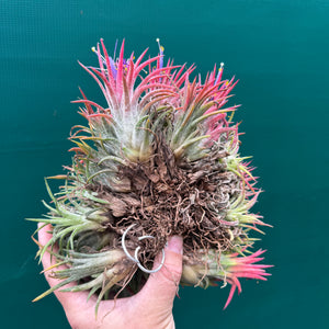 Tillandsia ionantha ‘BOE1593’ (Mature Clump)