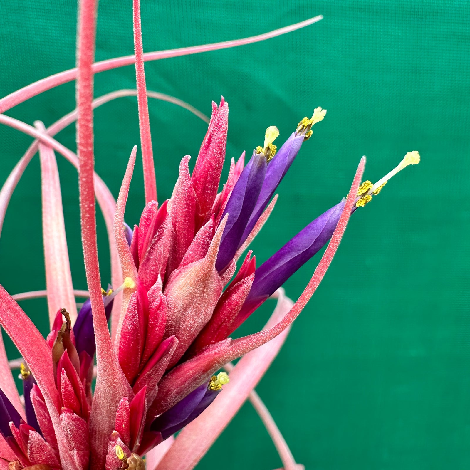 Tillandsia - brachycaulos x exserta ex. BG