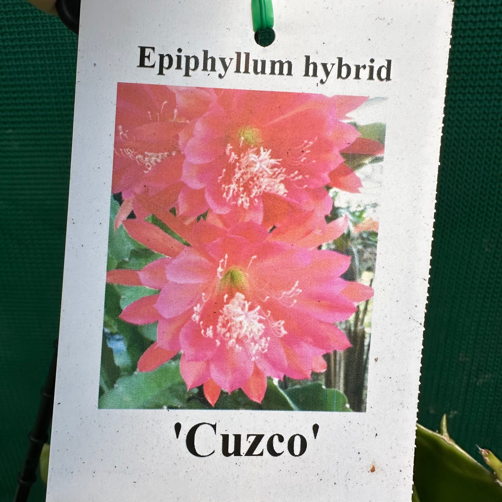 Epi. Hybrid Cuzco EH52