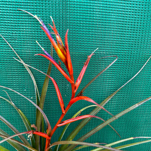 Tillandsia - chlorophylla