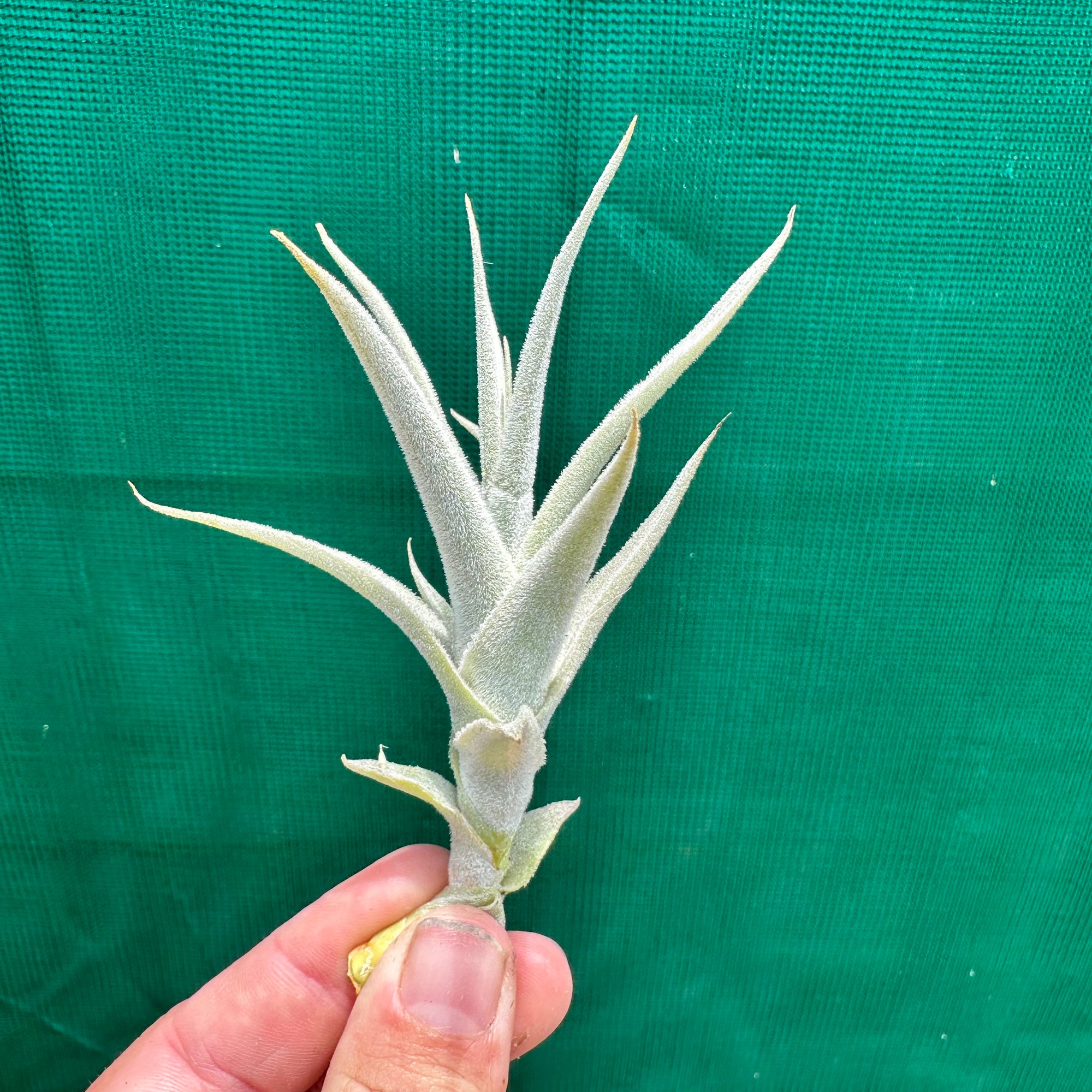 Tillandsia - straminea ‘Small Caulescent’ (Fragrant)