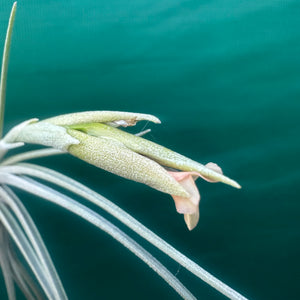 Tillandsia - Robinson’s Delight ex. GN NEW