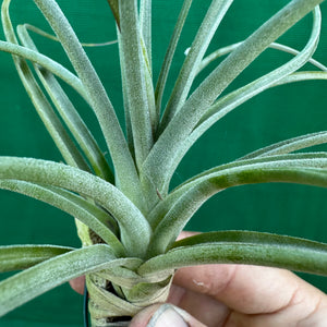 Tillandsia - exserta x lorentziana ex. BG