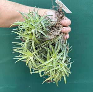 Tillandsia neglecta (Mature Clump)