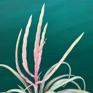 Tillandsia - Como ex. GK