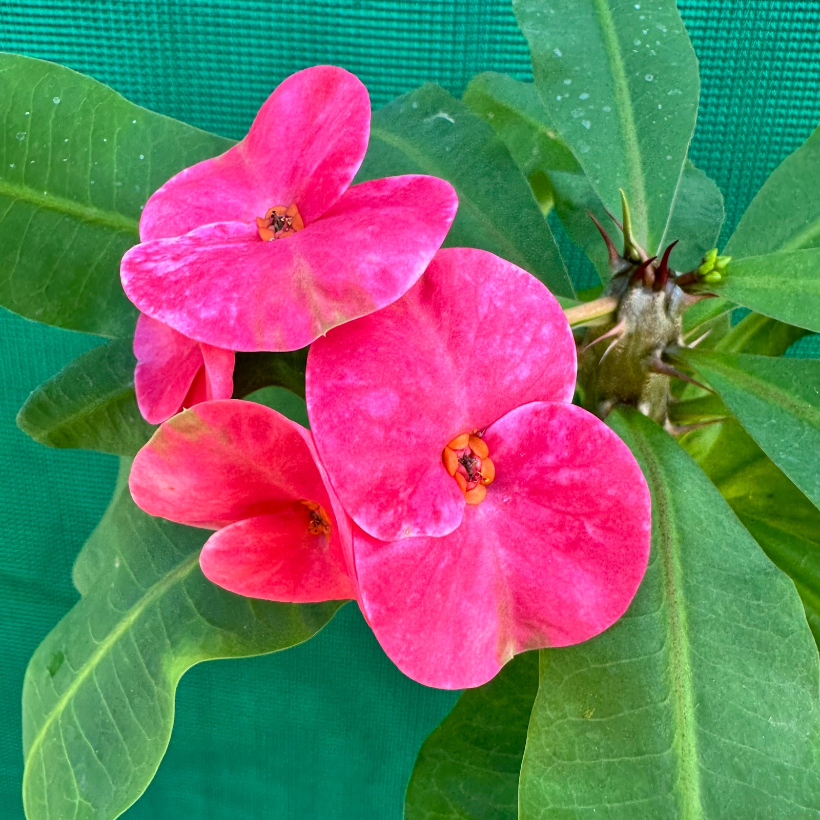 Poysean - Euphorbia milii P019