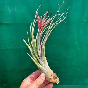 Tillandsia - Veteran x bulbosa ‘Belize’ ex. GS
