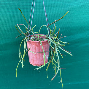 Rhipsalis crythrocarpa ‘Red Coral’ - R41