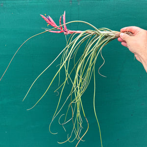 Tillandsia - Kacy ex. NR