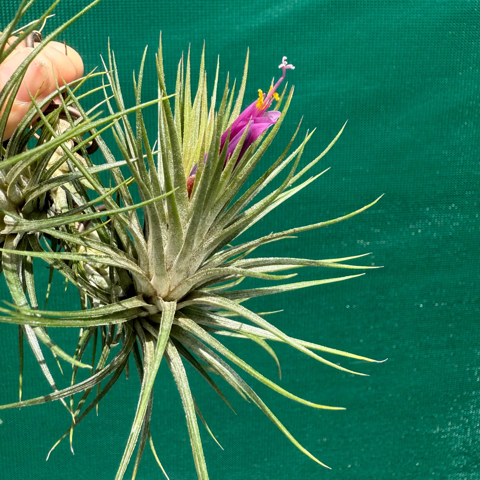 Tillandsia - funckiana x ionantha ex. BG