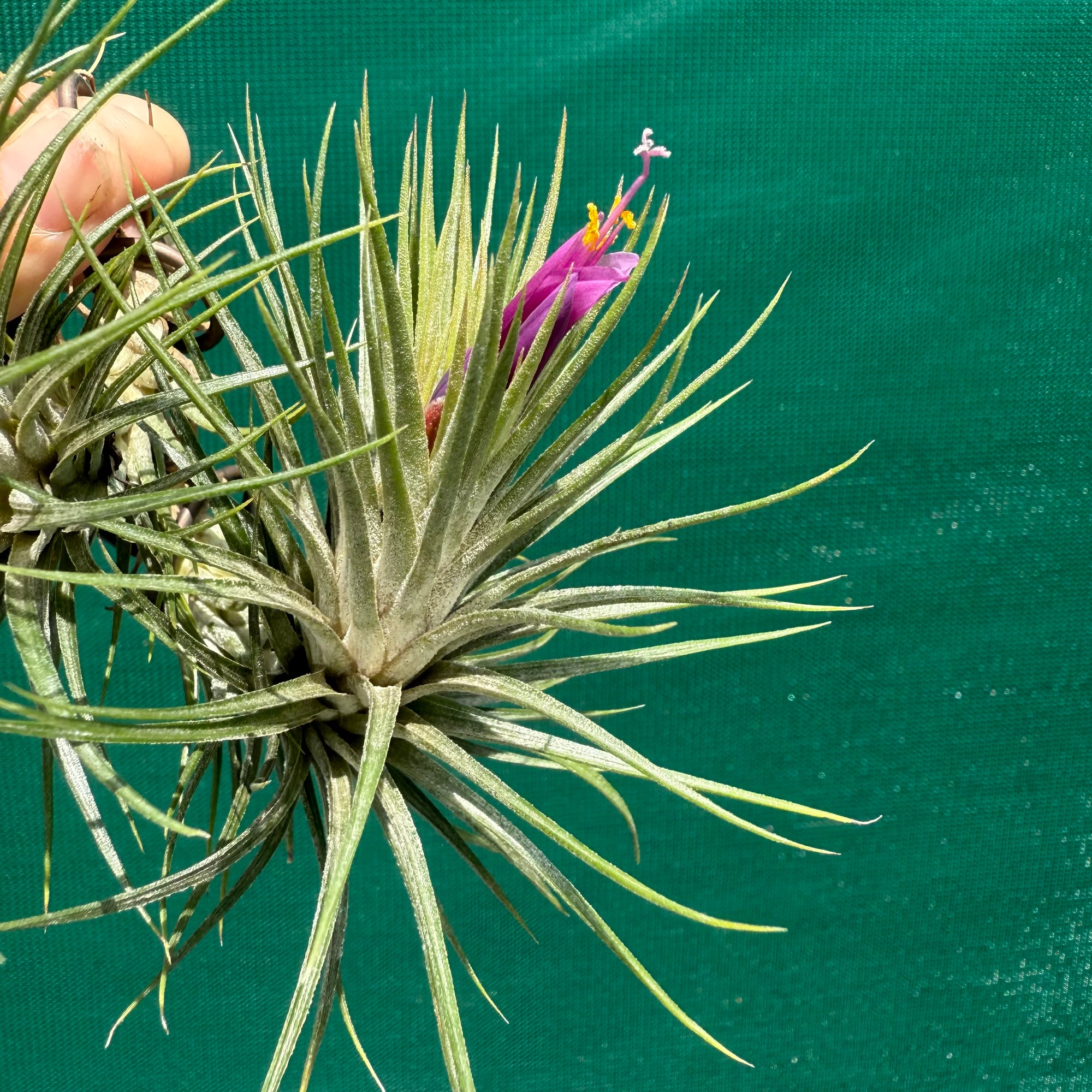 Tillandsia - funckiana x ionantha ex. BG