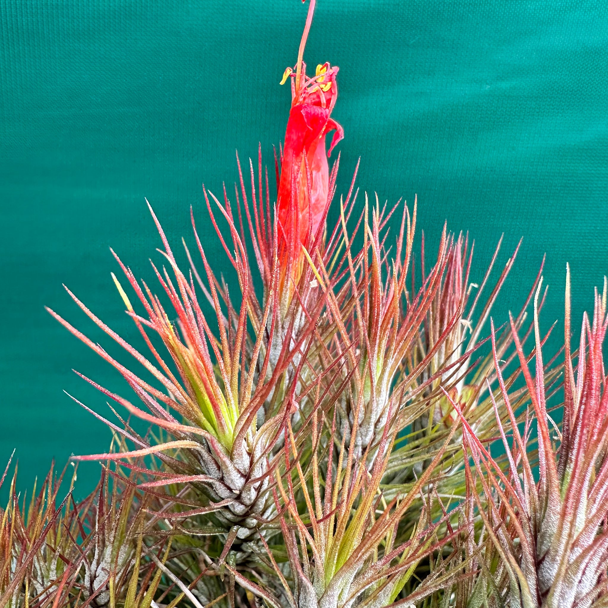 dunking air plants Tillandsia - funckiana