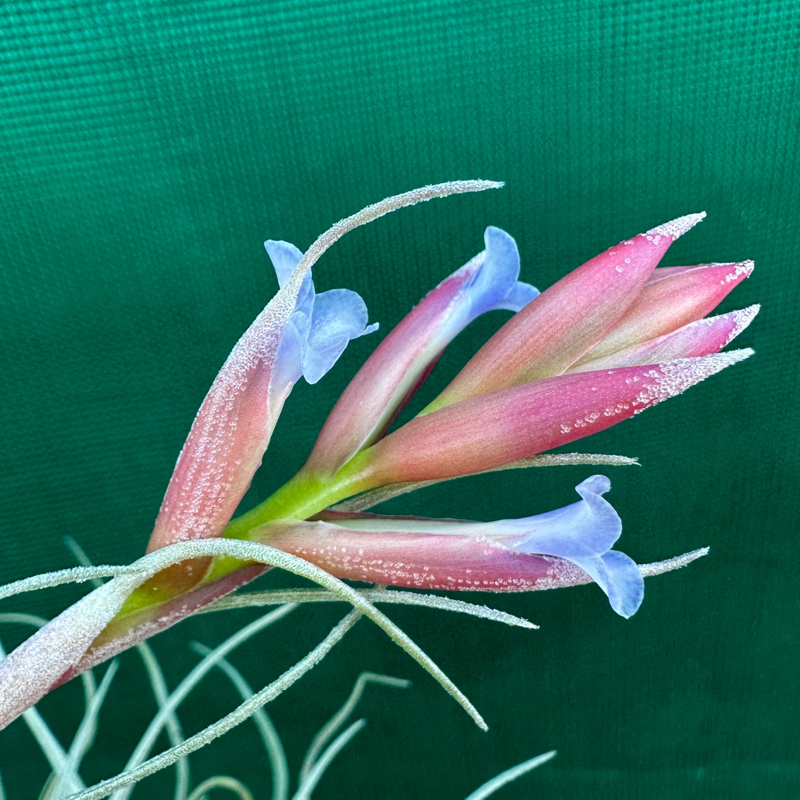 Tillandsia - Leon ‘Pink Bract’ ex. PT