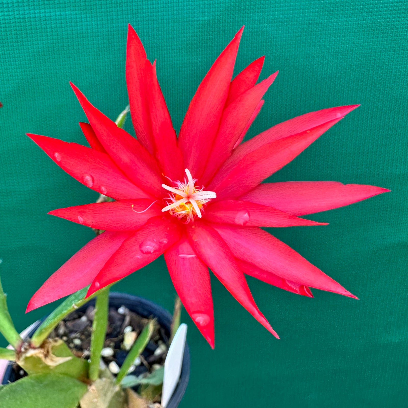 Hatiora - Bright Red