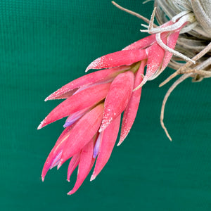 Tillandsia - Pink Patches