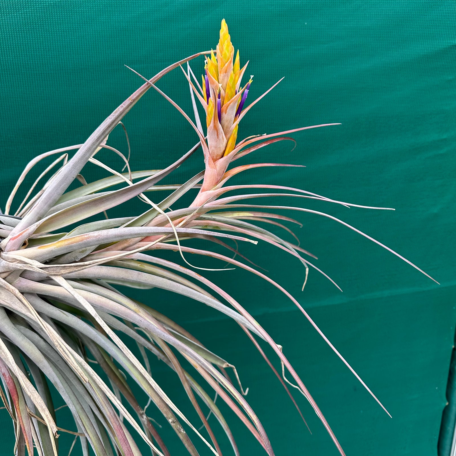 Tillandsia - fasciculata x capitata ‘Yellow’ ex. VG NEW