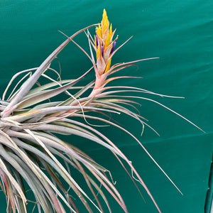 Tillandsia - fasciculata x capitata ‘Yellow’ ex. VG NEW
