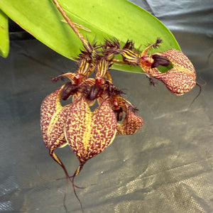 Orchid - Bulbophyllum rothschildianum