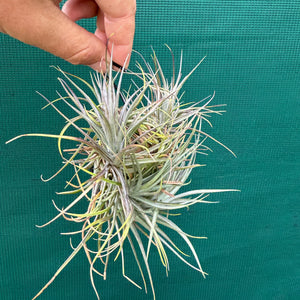 Tillandsia - tenuifolia ‘Amethyst’ x stricta ex. Holm NEW