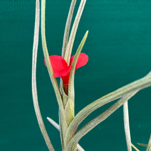 Tillandsia - albertiana ex. CC