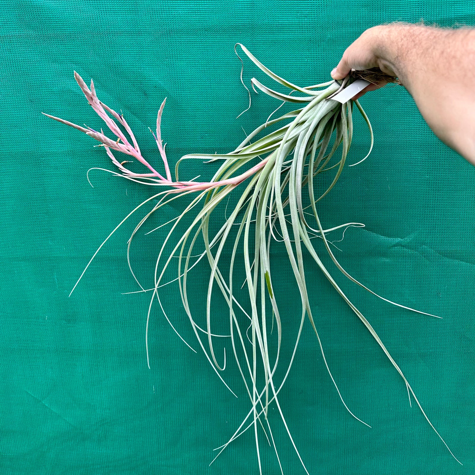 Tillandsia - Rhonda R. ex. RFI NEW