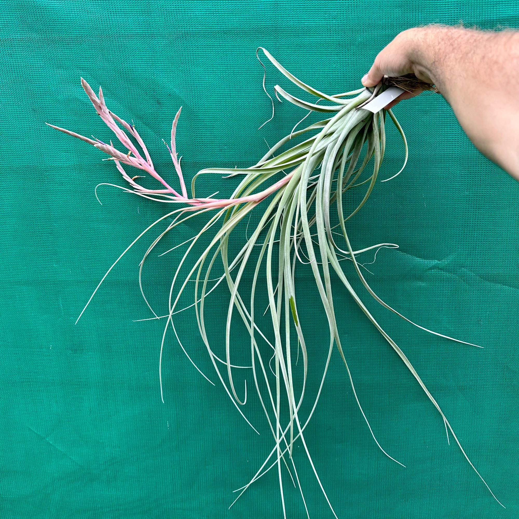 Tillandsia - Rhonda R. ex. RFI