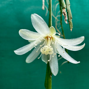 Lepismium warmingiana - R36