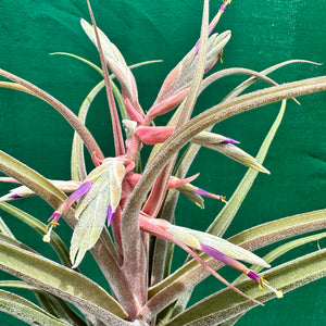 Tillandsia - Seleptron ex. PT