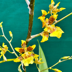 Oncidium ‘Dancing Lady’ NEW