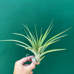 Tillandsia - roland-gosselinii ex. BH NEW