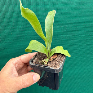 Platycerium - Netherlands ‘Elkhorn Fern’