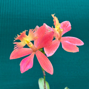 Epidendrum ‘Apricot’