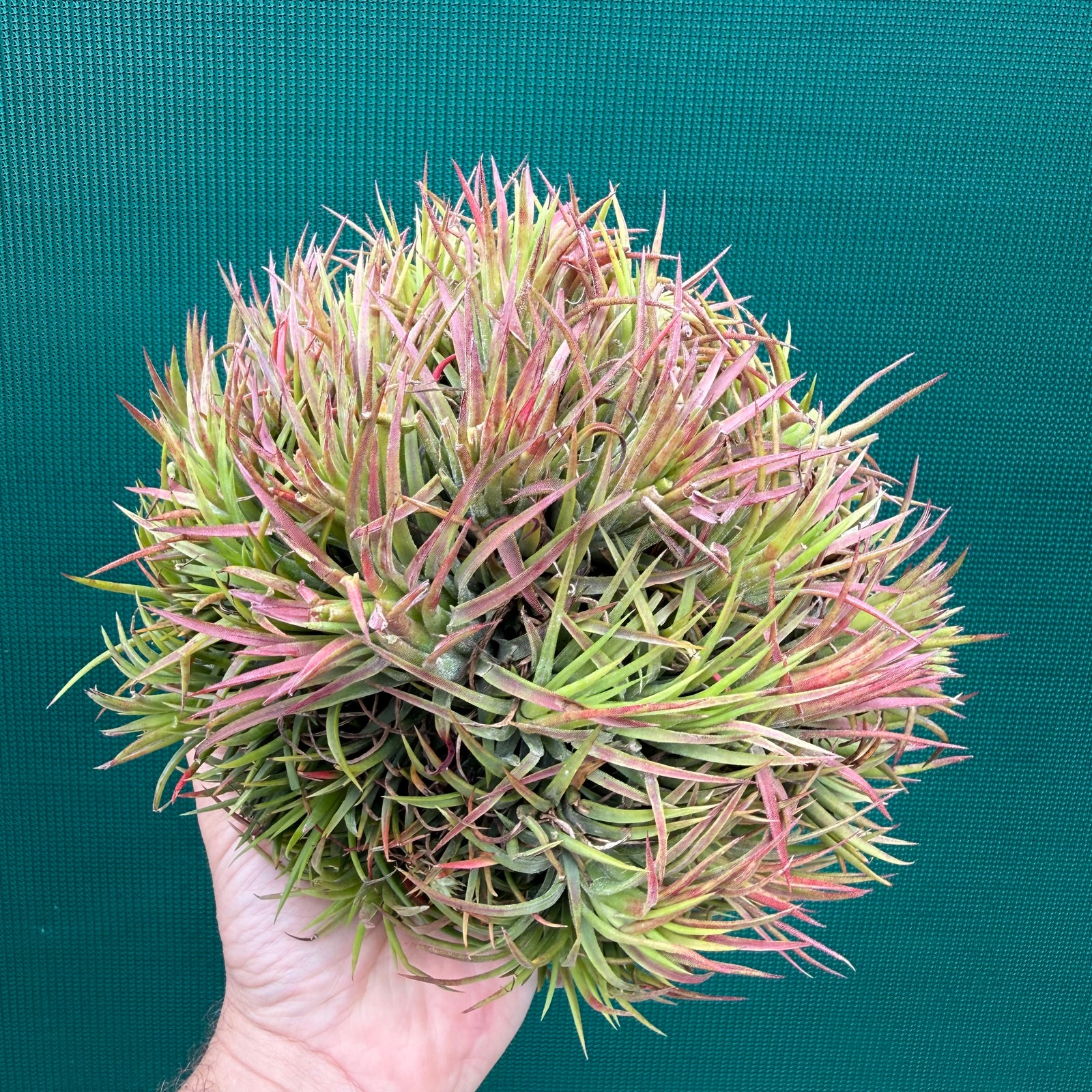 Tillandsia ionantha ‘BOE1590’ ex. PT (Mature Clump)