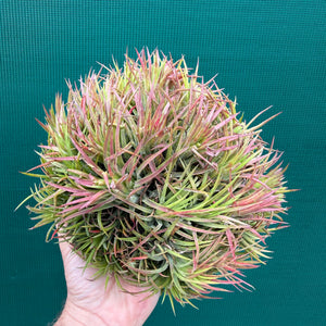 Tillandsia ionantha ‘BOE1590’ ex. PT (Mature Clump)