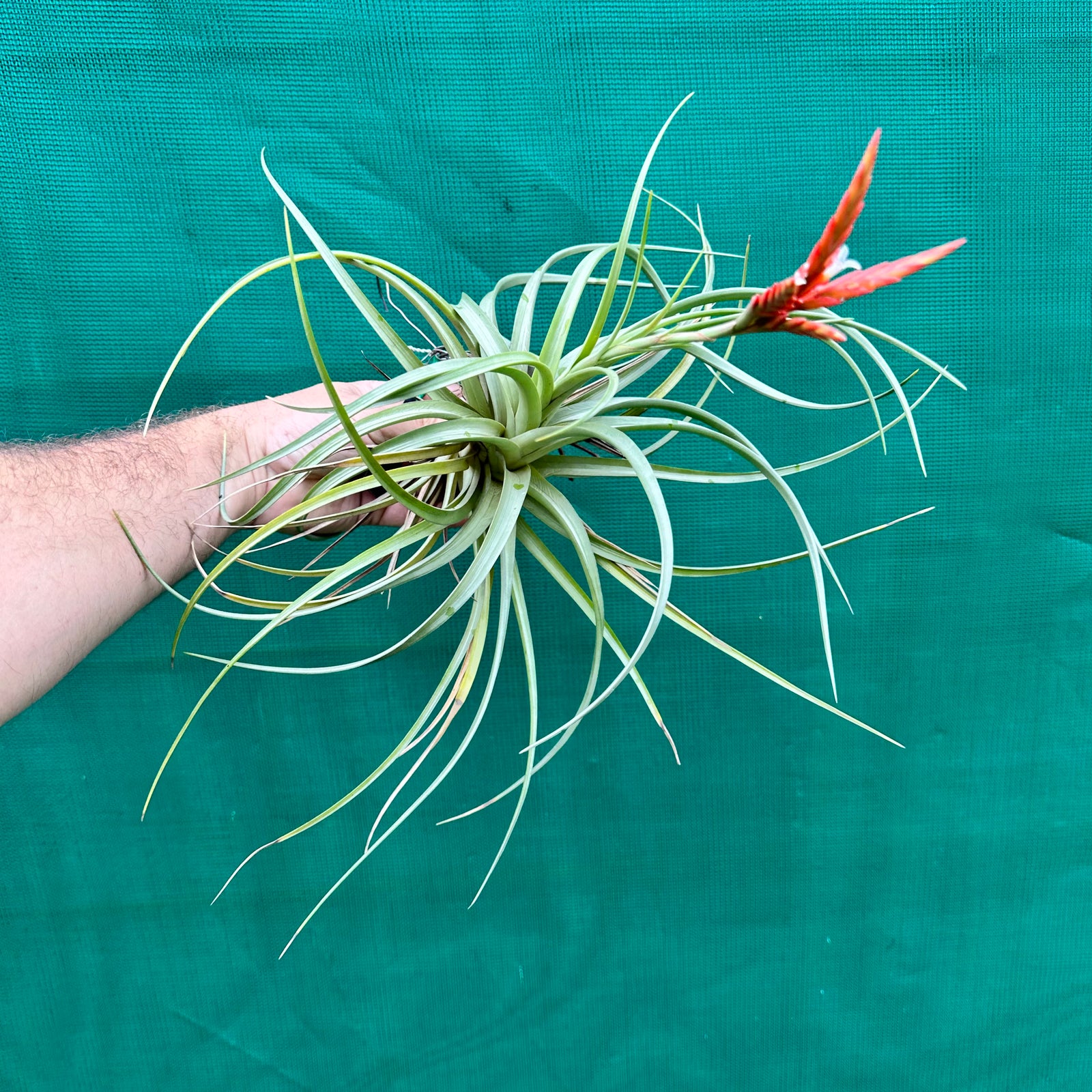 Tillandsia - vernicosa ‘Paraguay’ ex. LK