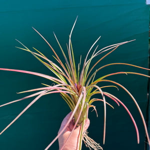 Tillandsia - ionantha x makoyana (Nat. Hybrid) ex. PT NEW