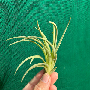 Tillandsia - rosacea NEW
