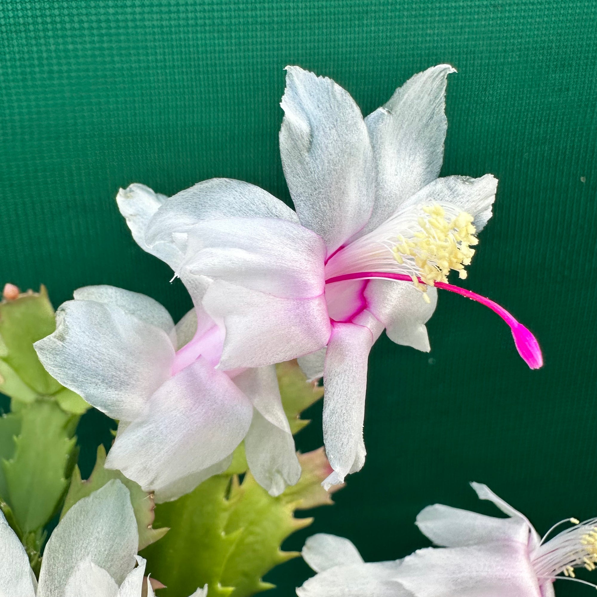 Zygocactus Youp