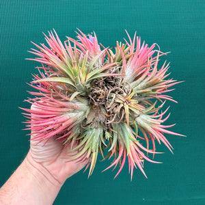 Tillandsia ionantha 'Honduras’ ex. Tropiflora (Mature Clump)