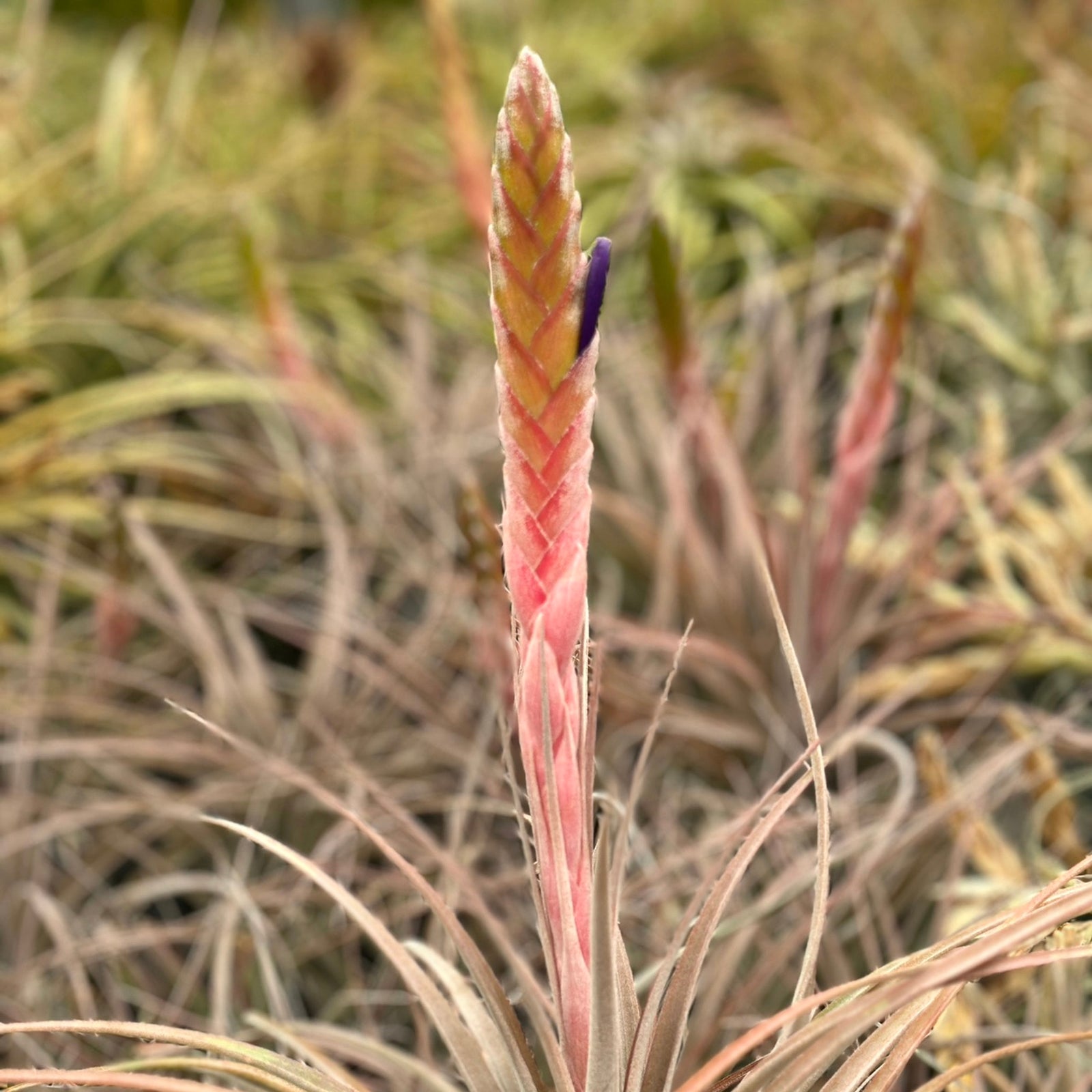 Tillandsia - Daggar ex. BD