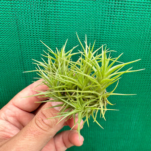 Tillandsia - aeranthos 'Minime' ex. CL
