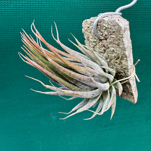 Tillandsia - ionantha 'Peanut' ex. Bak NEW