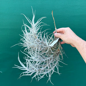 Tillandsia paleacea (Mature Clump) NEW