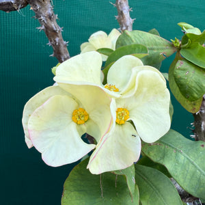 Poysean - Euphorbia milii ‘Giant Cream’ NEW