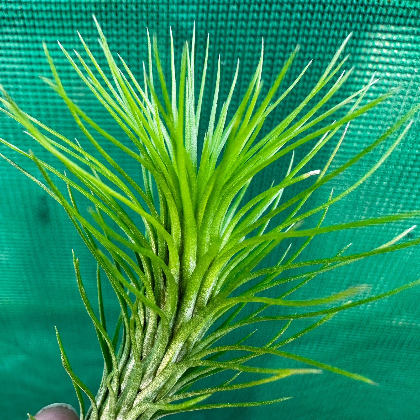 Tillandsia - funckiana ‘Green Form’ ex. CC