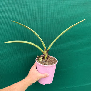 Orchid - Cymbidium canaliculatum f. sparkesii