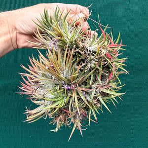 Tillandsia ionantha 'Honduras’ ex. Tropiflora (Mature Clump) NEW
