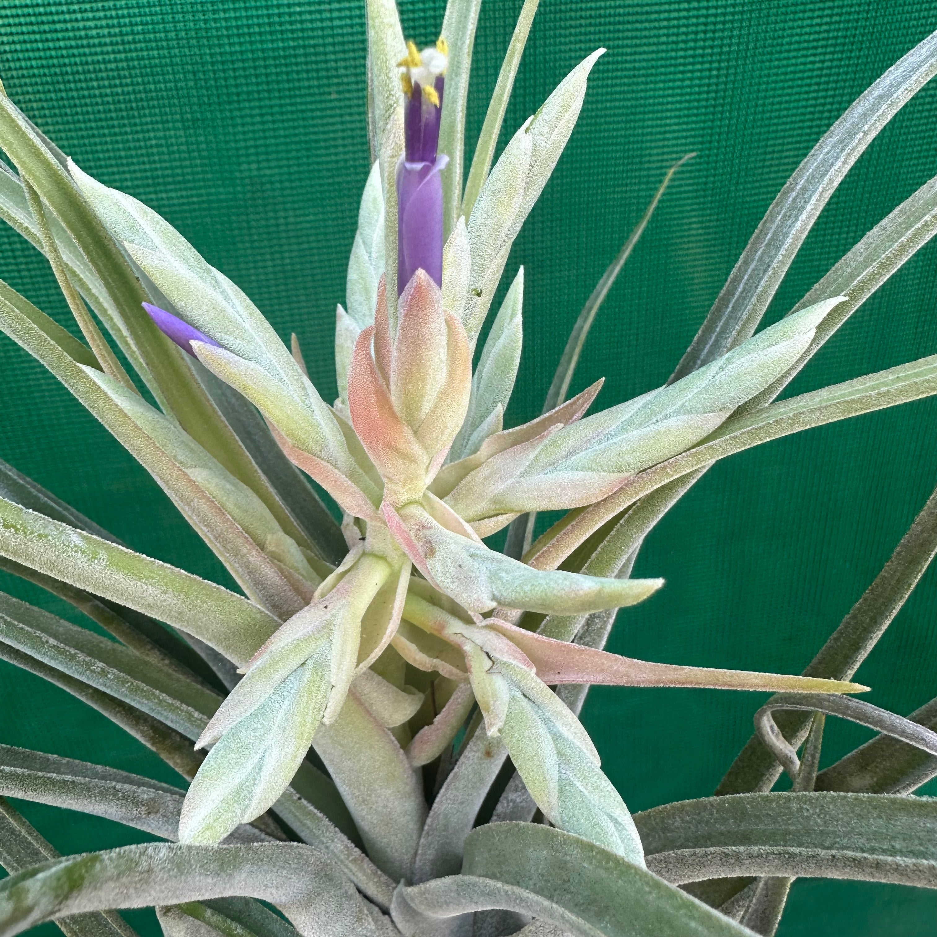Tillandsia - Ty 'Giant Silver' RFI - Air Plant Decor